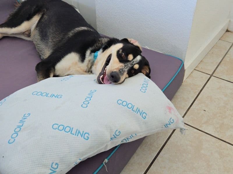 Belgian Shepherd 3 years 5 months old male large named Loki for sale in Orange County, Florida | Petmeetly