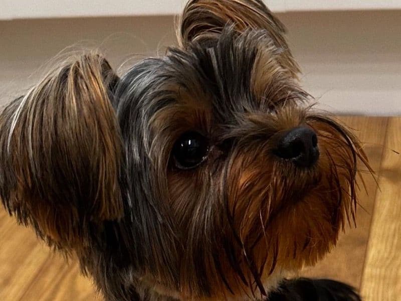 Yorkshire Terrier 1 year 10 months old male small named Leo for breeding in Surrey, England | Petmeetly