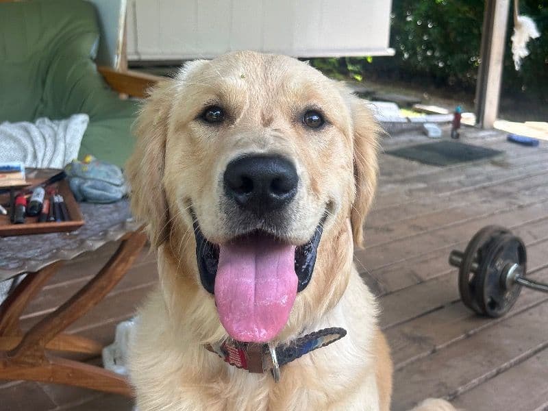 Golden Retriever 1 year 6 months old male large named Whiskey for breeding in Dallas County, Texas | Petmeetly