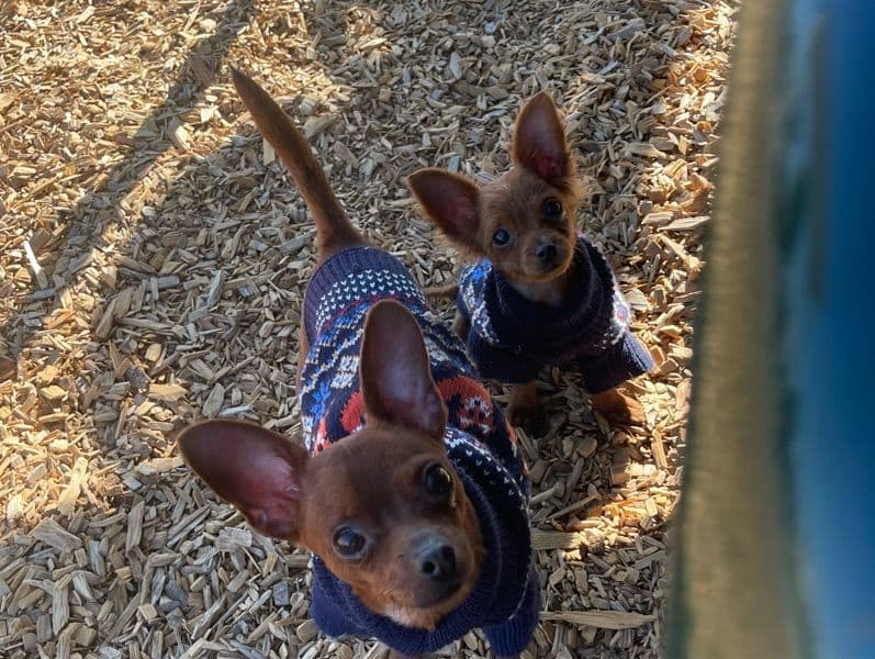 Chihuahuas primary photo