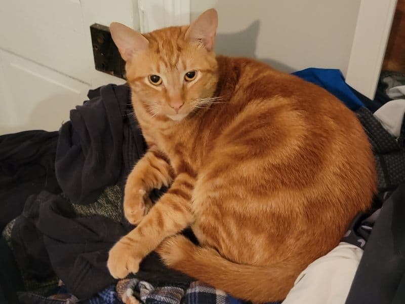 El Gato primary photo
