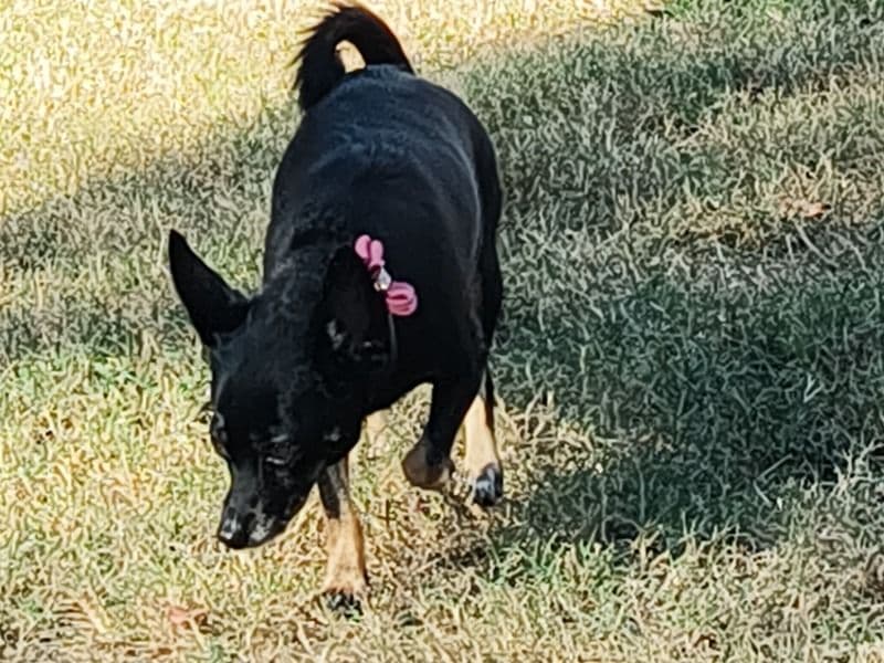 Sweetie primary photo