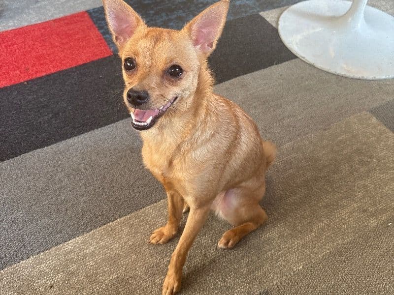 Biscuit primary photo