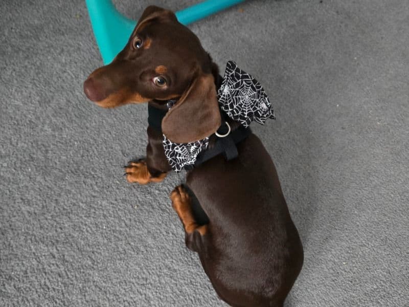 Rolo primary photo