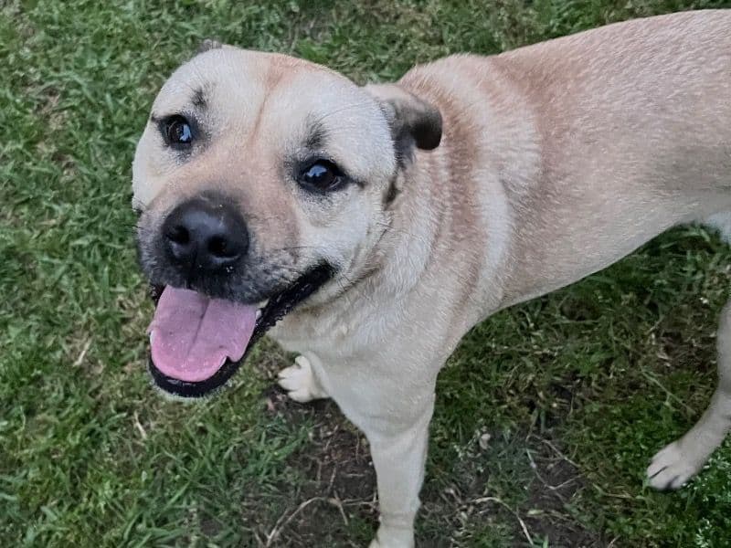 American PitBull Terrier 4 years old male medium named Mo for adoption in Jackson, Mississippi | Petmeetly