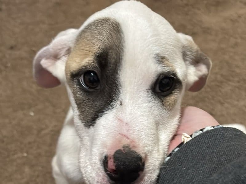 American PitBull Terrier 6 months old female small named Olive for sale in Forsyth County, North Carolina | Petmeetly