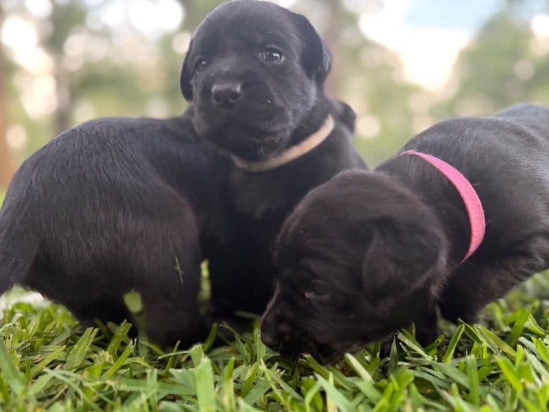 Labrador Retriever 6 months old male large named Lab for sale in Johnson County, Texas | Petmeetly