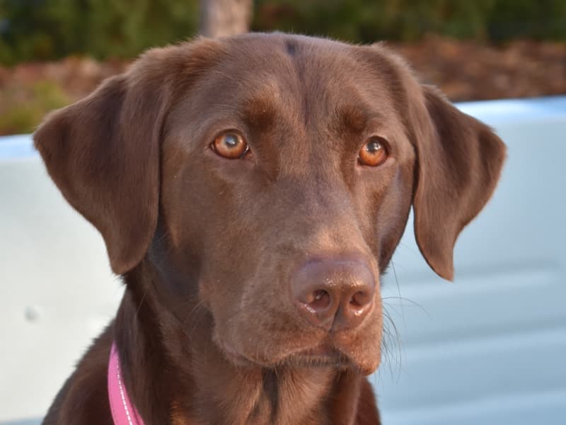 Bella primary photo