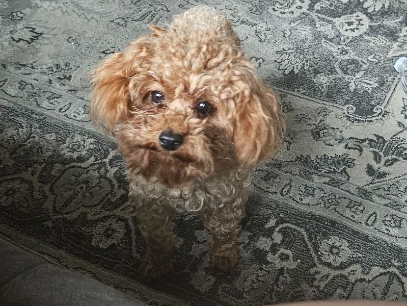 Bowie Akc Little Red Fire Ball primary photo
