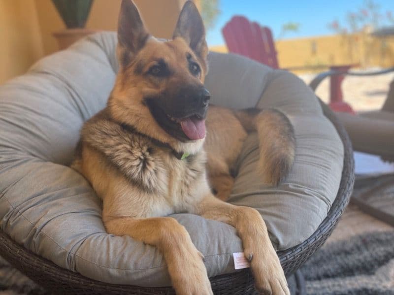 Axel primary photo