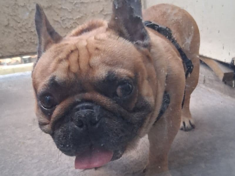 French Bulldog 5 years 5 months old male medium named Chauto for sale in Clark County, Nevada | Petmeetly
