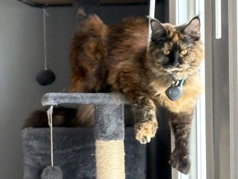 Luna primary photo