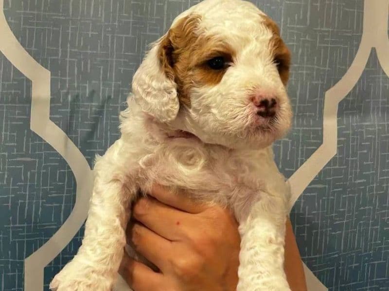 Goldendoodle 2 months old female small named Red for sale in Los Angeles County, California | Petmeetly