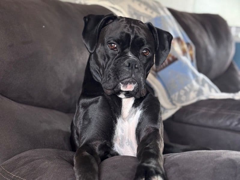 Raven - Boxer success story