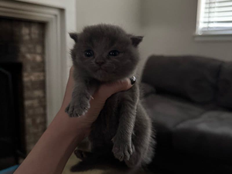 British Shorthair 5 months old female named Princess for sale in Arapahoe County, Colorado | Petmeetly