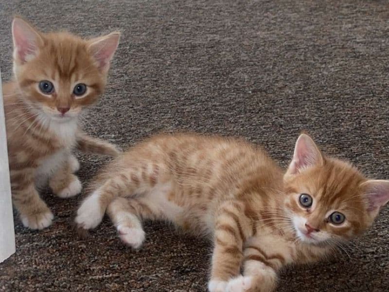 Kitten primary photo