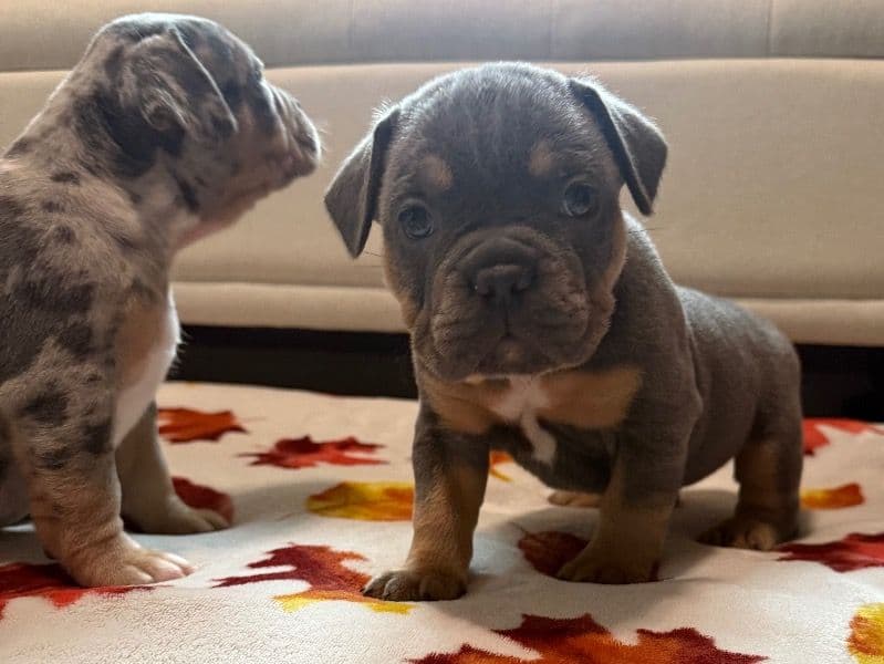 French Bulldog 6 months old female small named Bella / Sky for sale in Hampden County, Massachusetts | Petmeetly