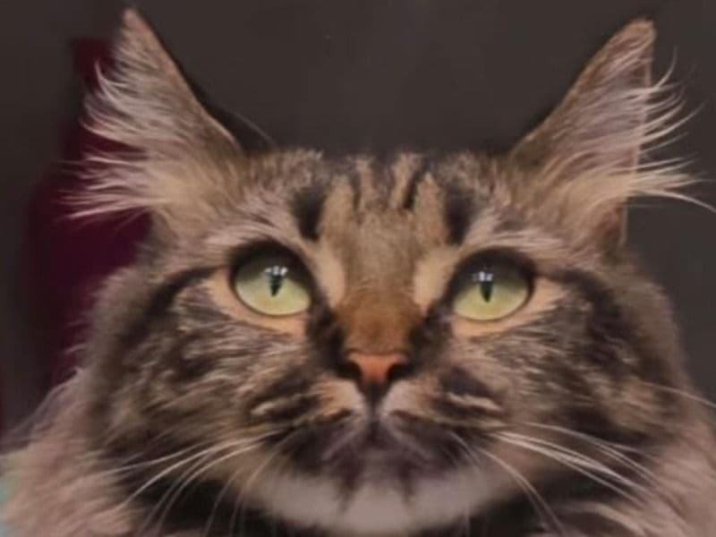 Nala primary photo