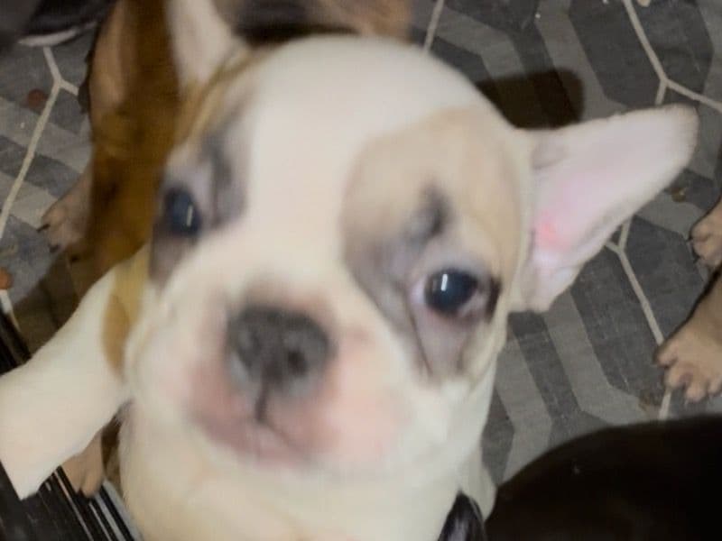 French Bulldog 2 months old male small named Frenchie for sale in Los Angeles County, California | Petmeetly