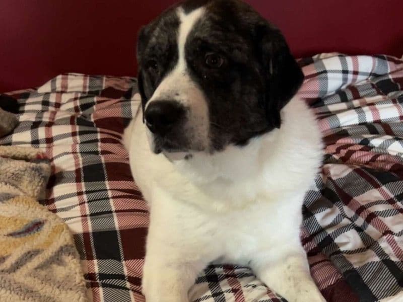 American PitBull Terrier 5 years old male medium named Hudson for sale in Albany County, New York | Petmeetly