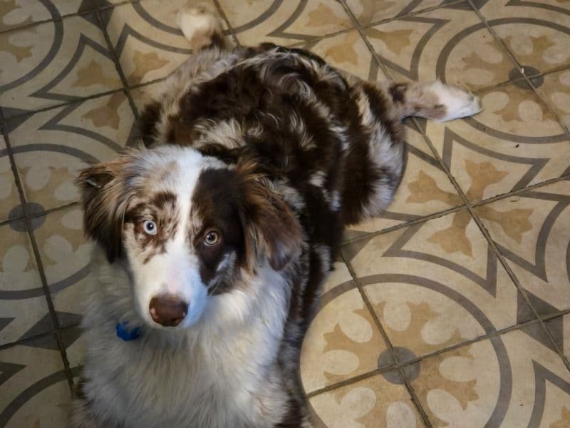 Australian Shepherd 11 months old male medium named Tut for sale | Petmeetly