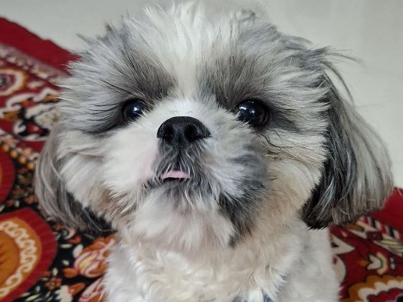 Happy primary photo