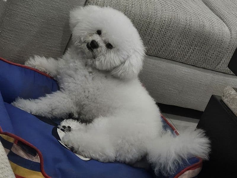 Yuki primary photo