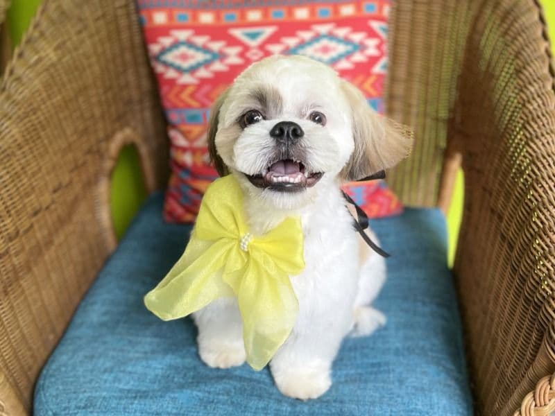 Leo primary photo