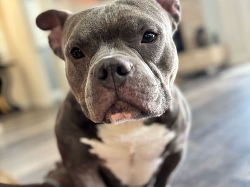 Buddy primary photo