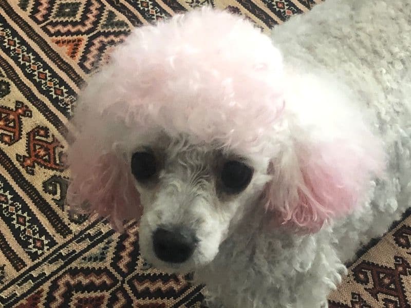 Toy Poodle 4 years 1 month old female small named Poppy for sale in Keilor East, Victoria | Petmeetly