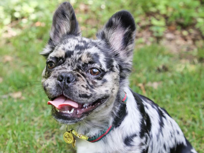 Gizmo primary photo