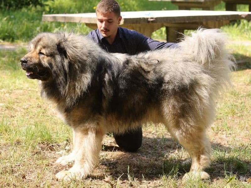 Caucasian Shepherd Dog 4 years 5 months old male extra large named Batir for sale in Municipiu Brăila, Județul Brăila | Petmeetly