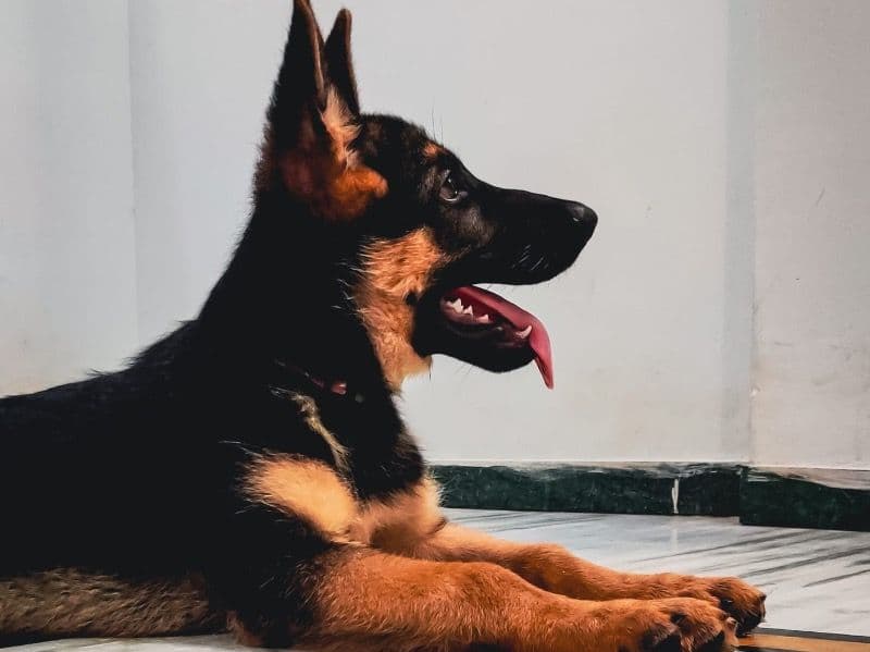 Black German Shepherd 3 years 10 months old male medium named Zilla for breeding in Coimbatore, Tamil Nadu | Petmeetly