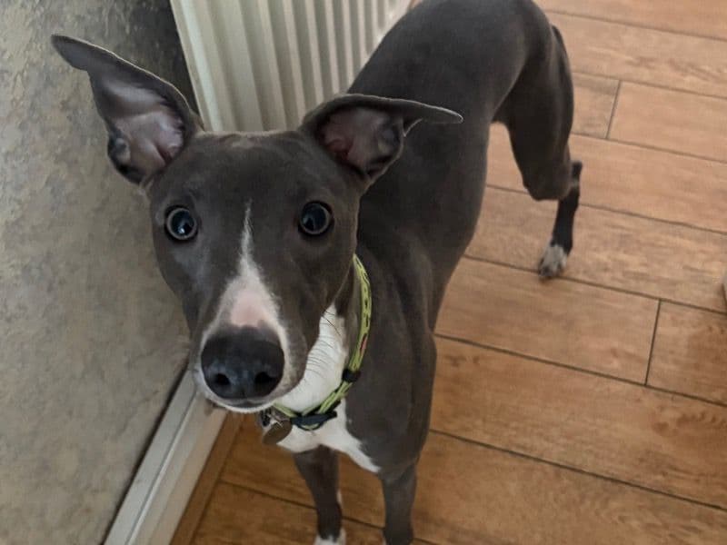 Whippet 1 year 7 months old male medium named Loki for sale in West Midlands, England | Petmeetly