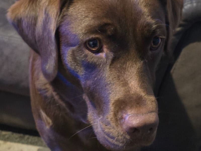 Coco primary photo