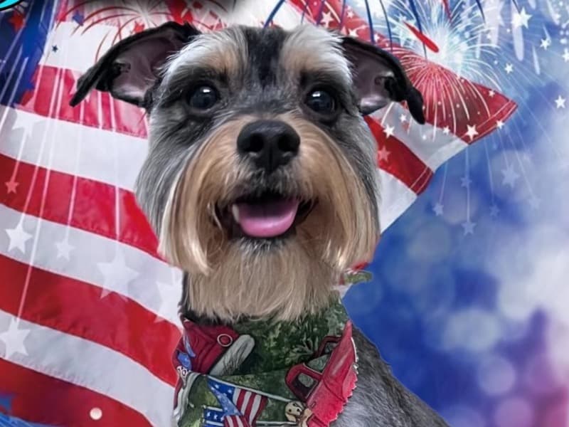 Toby primary photo