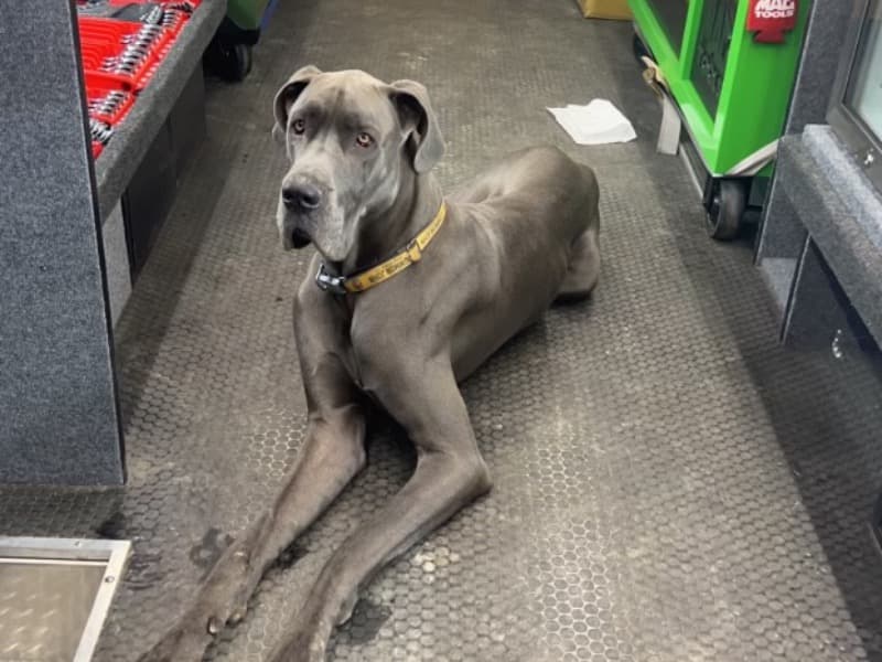 Diesel primary photo
