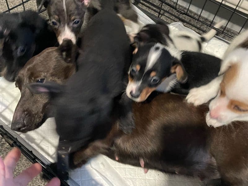 Puppy primary photo