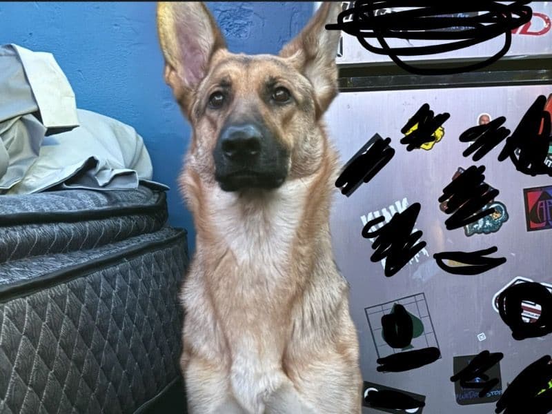 Kimber primary photo