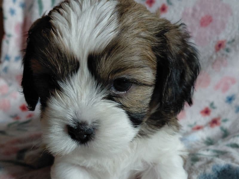Cavachon 7 months old male small named Puppies for sale in Green Lane, Pennsylvania | Petmeetly