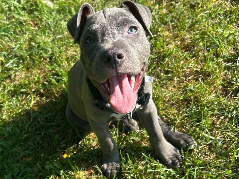 Cane Corso 6 months old female small named Diamond for sale in Franklin County, Ohio | Petmeetly