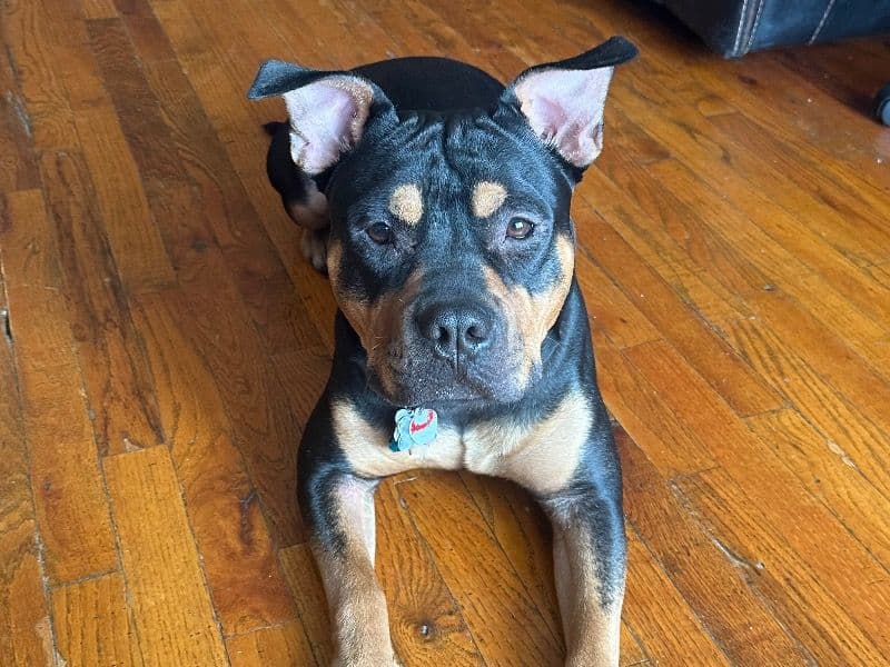 Coco primary photo