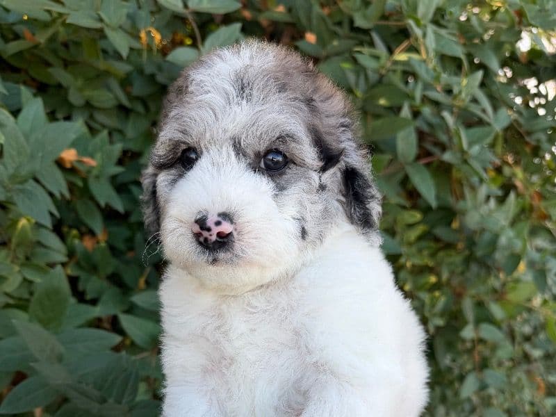 Miniature Poodle 2 months old male medium named Damon for sale in Maricopa County, Arizona | Petmeetly
