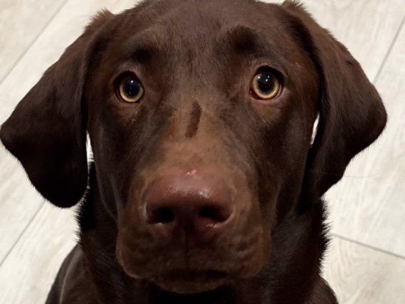 Coco primary photo