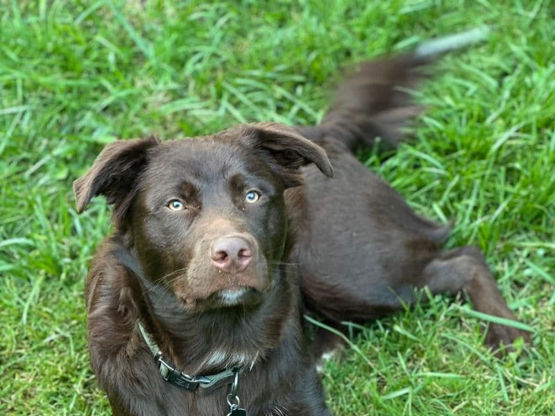 Koda primary photo