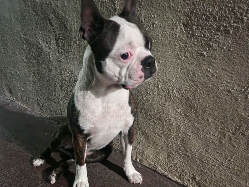 Obama primary photo