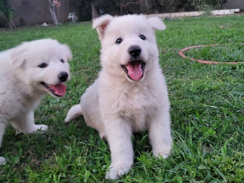 Puppy primary photo