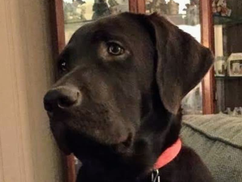 English Labrador Retriever 11 years 2 months old male large named Brewser Blair for adoption in McCracken County, Kentucky | Petmeetly