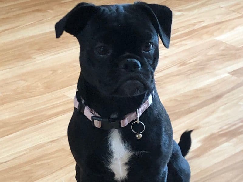 Nala primary photo
