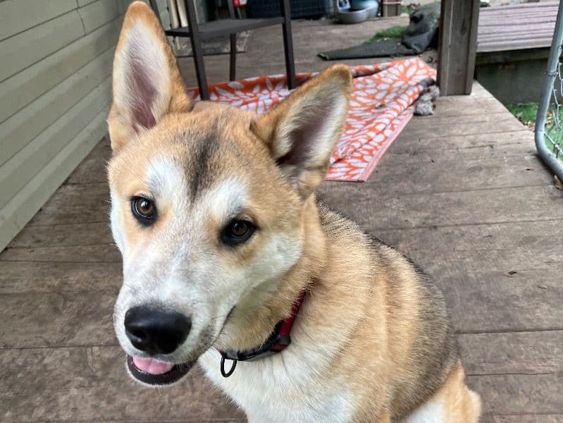 Husky 6 months old male medium named Kai for sale in Pettis County, Missouri | Petmeetly